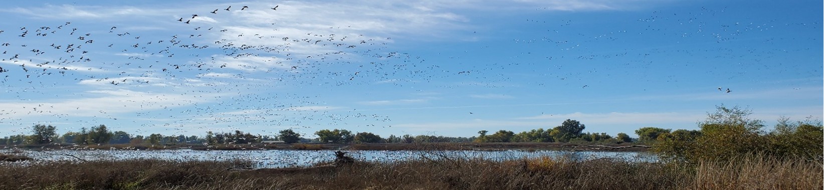 Fly-off at Gray Lodge Wildlife Area near Gridley, California